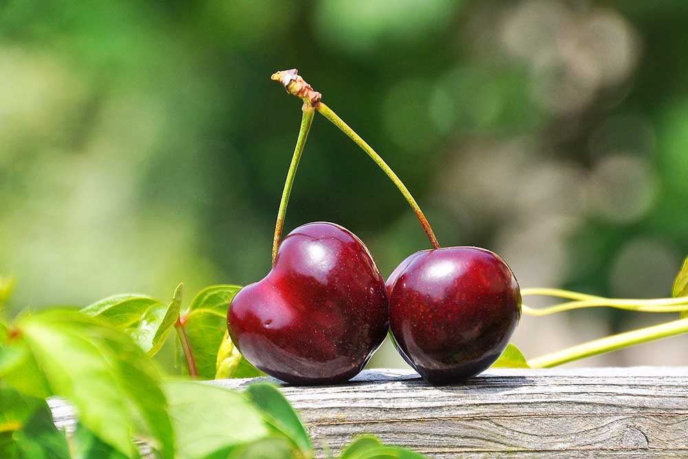 Sauerkirschen gegen Gicht