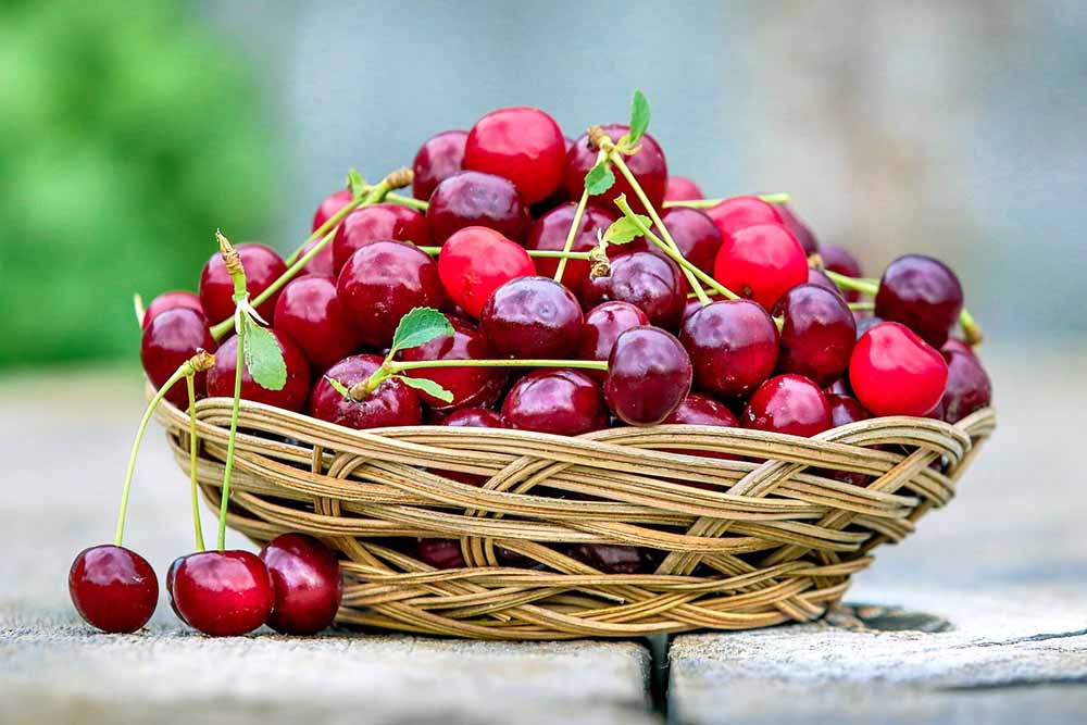 Rheumaliga: Montmorency Sauerkirsche bei Gicht