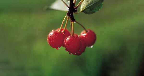 FAQs – Gicht und die Montmorency Sauerkirsche